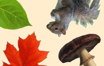 collage de photos détourées de feuilles d'arbres, un champignon, un écureuil, sur fond beige
